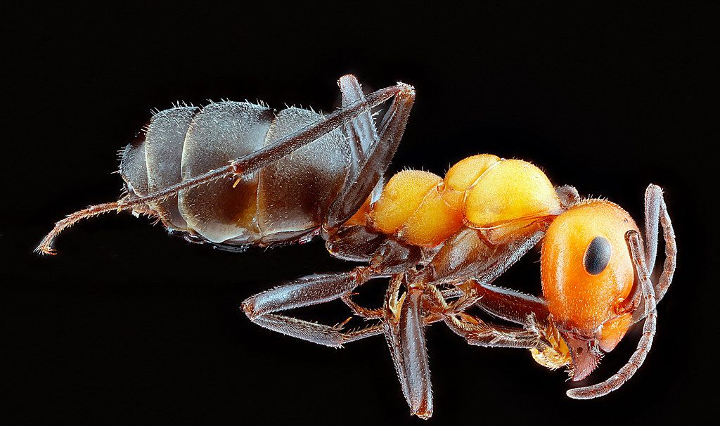 Ant Control service in Eastvale, CA