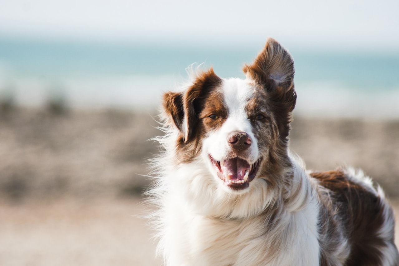 Flea & Tick Control service in Eastvale, CA
