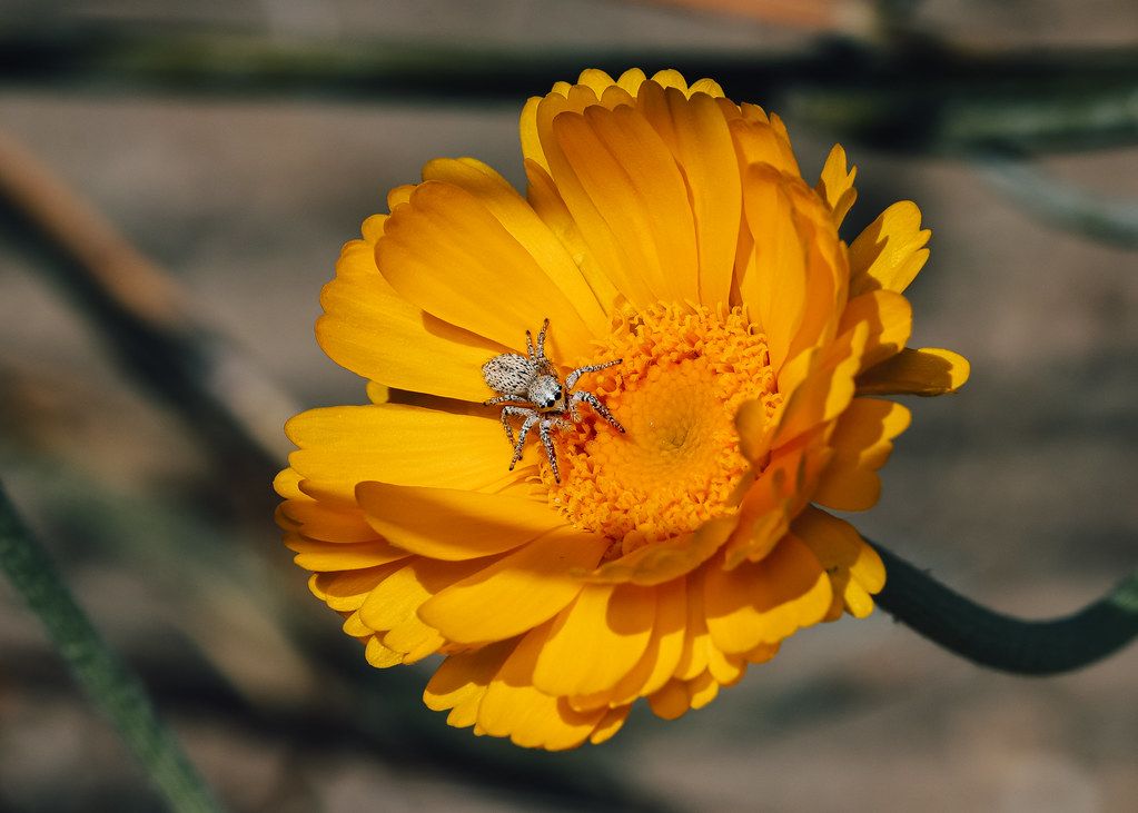 Spider Control service in Eastvale, CA